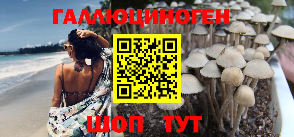 Галлюциногенные грибы Psilocybe Саранск